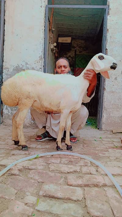 Dumba | Chatra | Kajla | Sheep | Bakra | Goat For sae