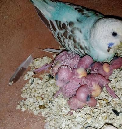 Breeder budgie pair with 1 chick available.