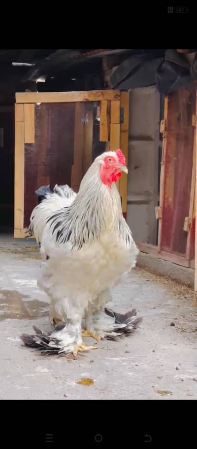 light Columbian brahma and male for sale