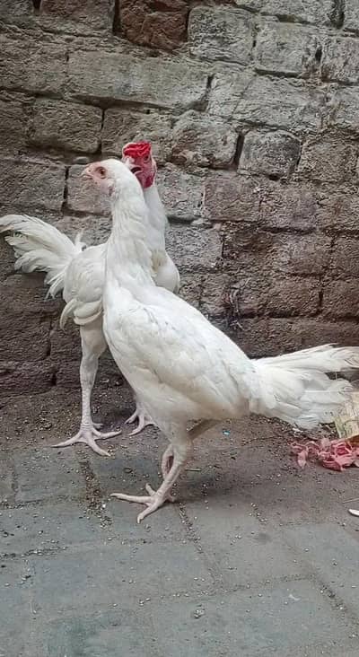 aseel heera white pair 9000 o3017104771 call whats ap