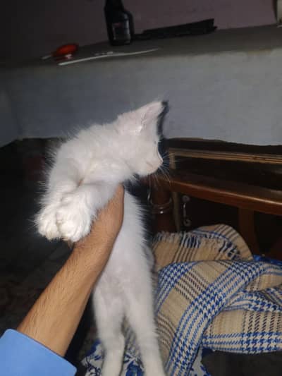 perisn cat kah bachay hay white colour ma 3 hay per piece 6k