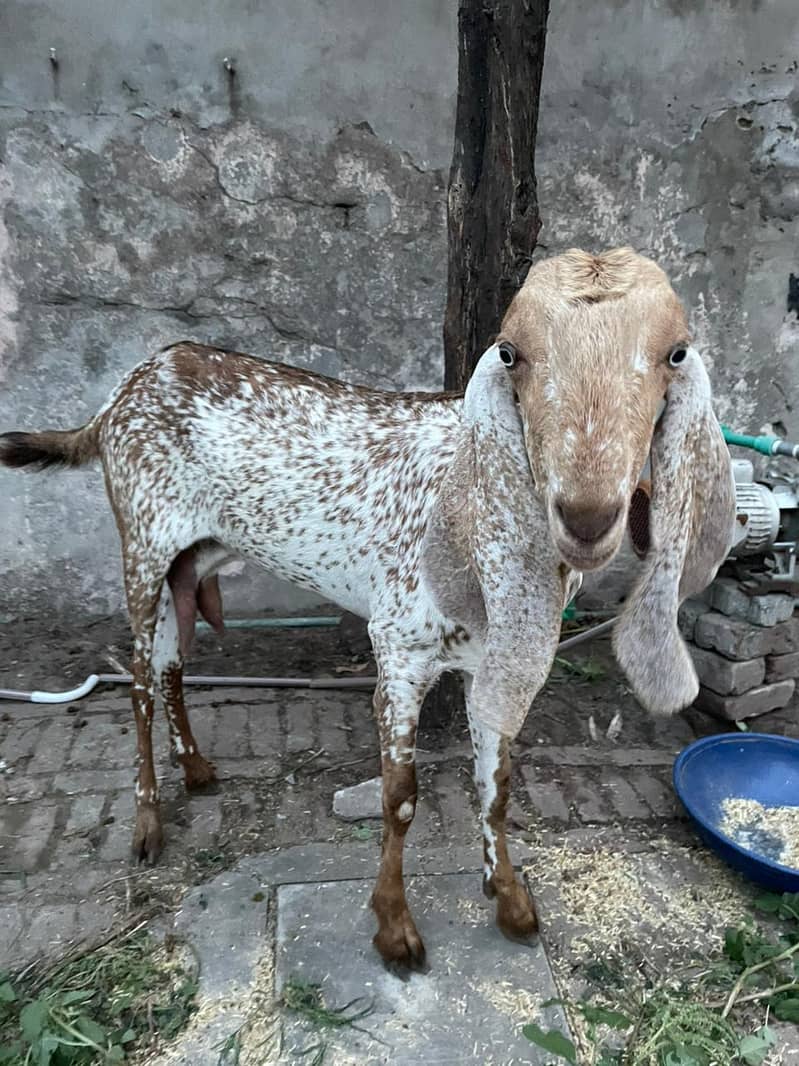 بکریوں کا بہترین سیٹ برائے فروخت (3 بکریاں اور 1 بکرا ایک ساتھ 3
