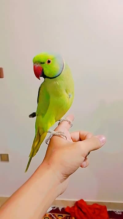 Semi Tamed Ringneck Male Healthy & Active