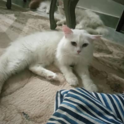 Cat sale