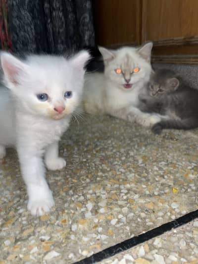 1 month old babies for you guy to purchase