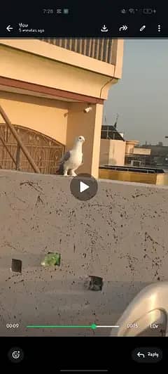 baridar male