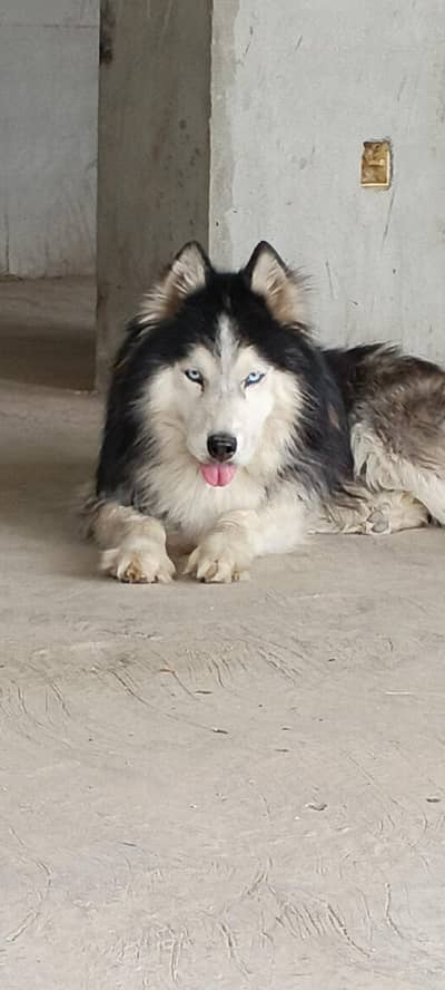 beautiful male