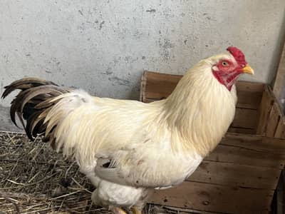 Buff in white color Male Breeder