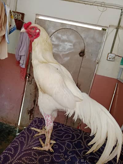 Top Quality White Aseel Murgha For Sale