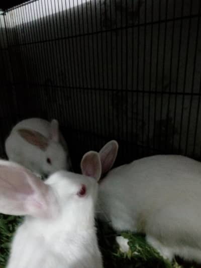 Red eyes male rabbits