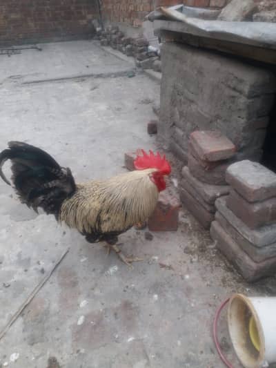 pure golden misri murga big tail and beautiful price only serious buye
