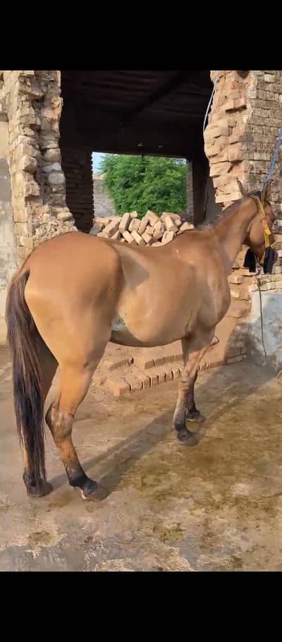 Ghorii for sale age 4 year badamii cooler 25 days ki cros hight 58+
