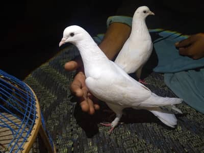 Vip white pair