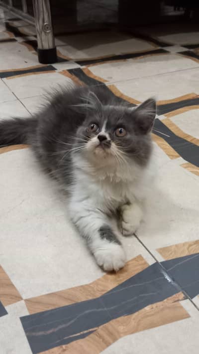 Persian kitten female