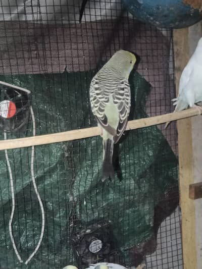 Red eyes hogoromo King size rainbow budgies
