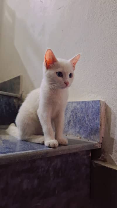 Pet cat