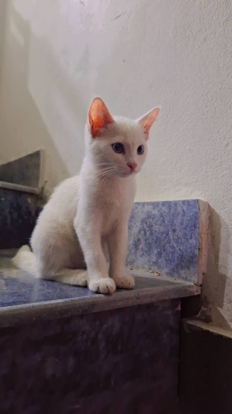 Pet cat 0