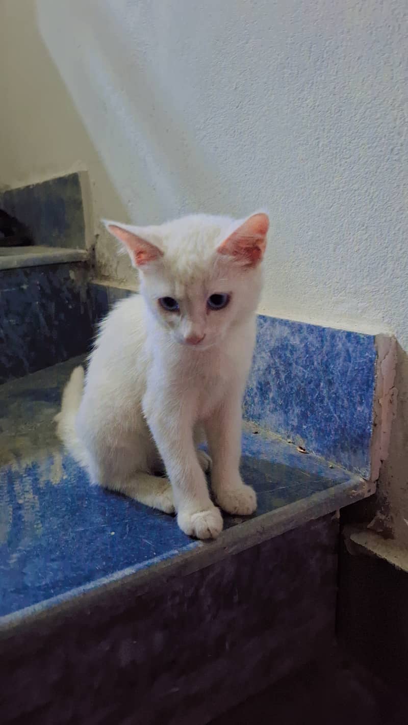 Pet cat 1