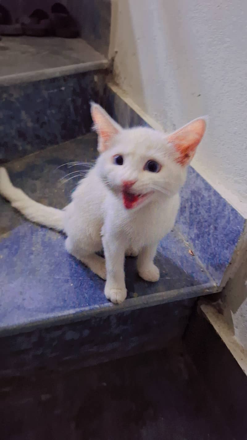 Pet cat 2