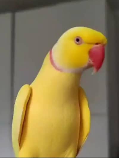 Yellow Ringneck Male