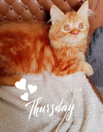 pure Persian kitten looking for a new home