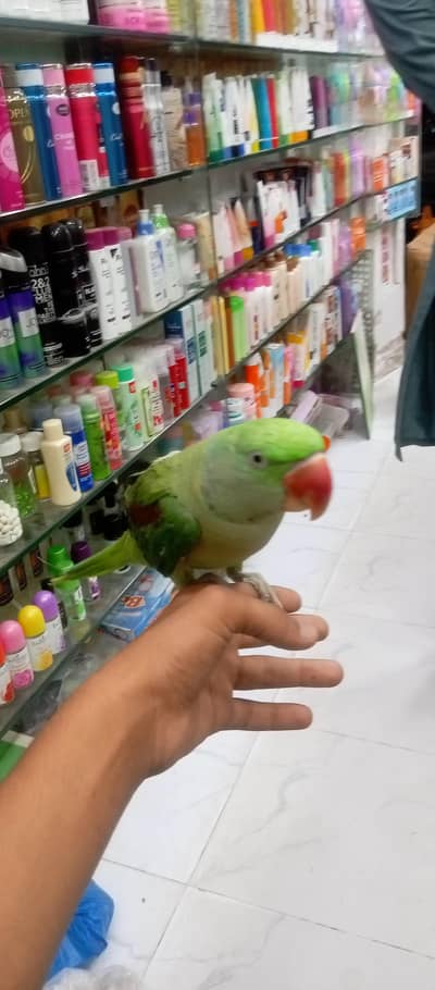 ray parrot 