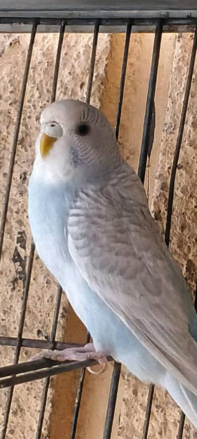budgie pair for sale