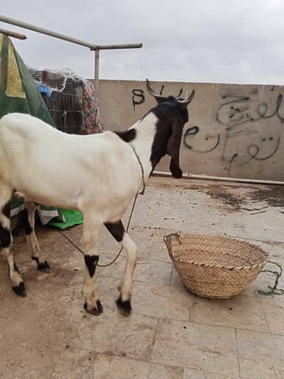 aqeeqa bakra for sale