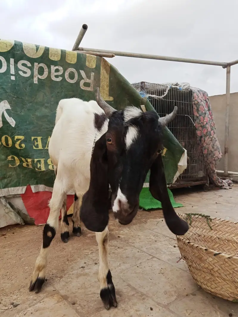 aqeeqa bakra for sale — photo 2