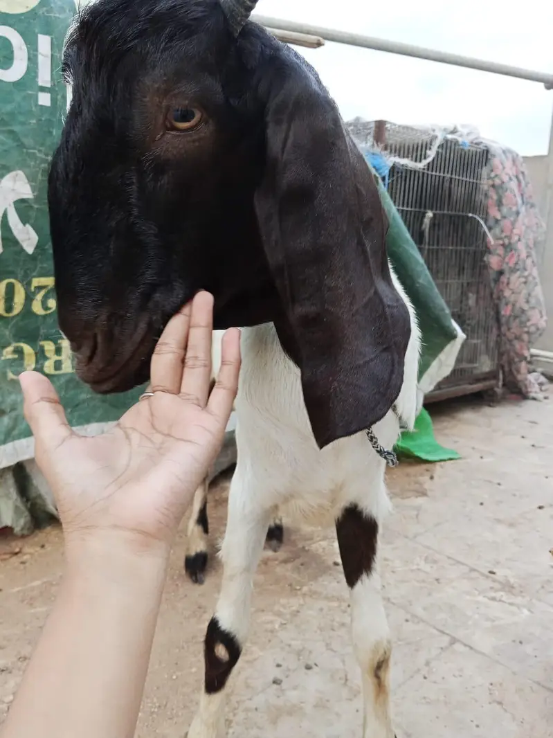 aqeeqa bakra for sale — photo 3