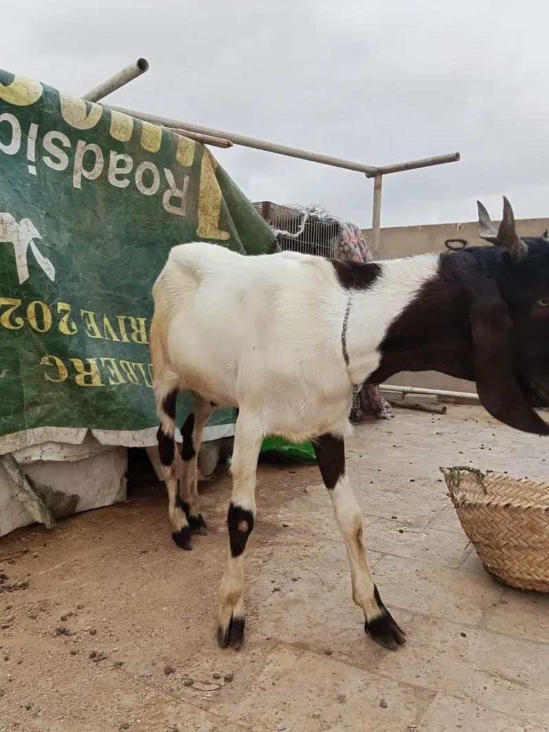 aqeeqa bakra for sale — photo 5