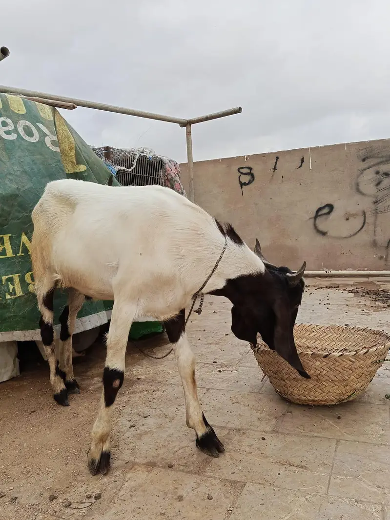 aqeeqa bakra for sale — photo 6