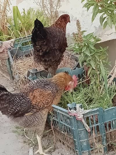 Golden misri hen