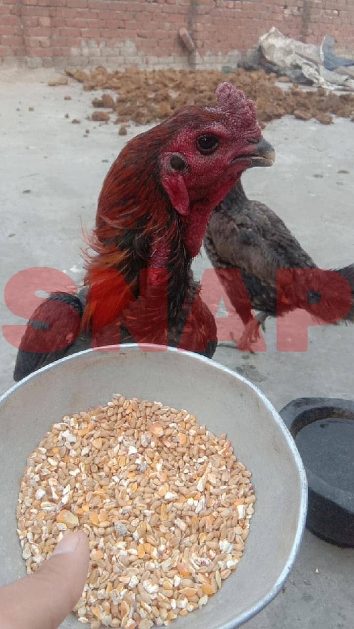 بلیک ڈریگن مرغا اور پکویا مرغی برائے فروخت 1