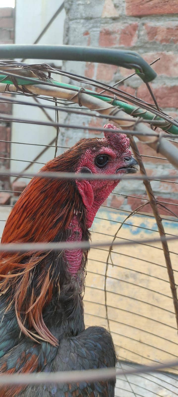 بلیک ڈریگن مرغا اور پکویا مرغی برائے فروخت 5