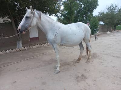 Pregnant Mare / Ghori (10+ months)