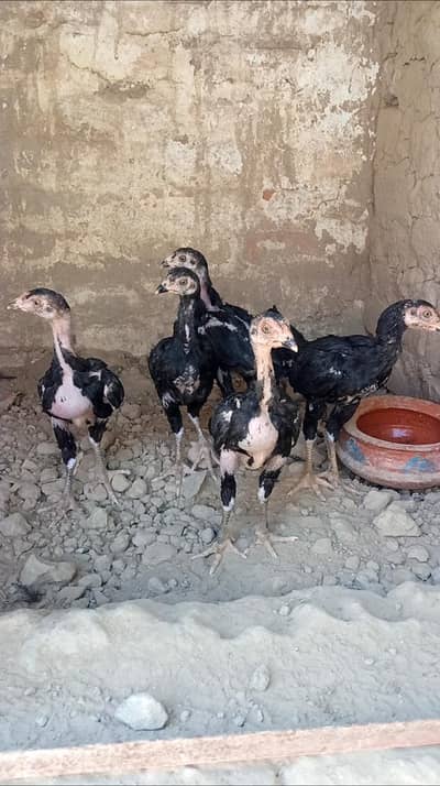 Aseel LASANI chicks