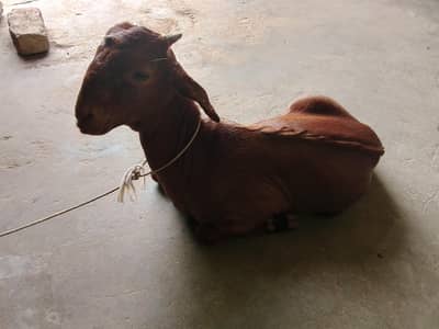 Bakra and bakri for sell . . .