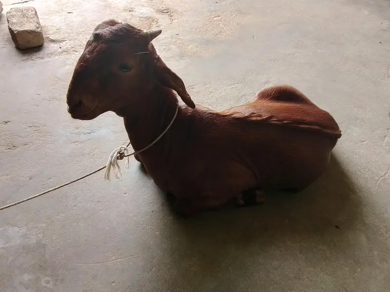 Bakra and bakri for sell . . .