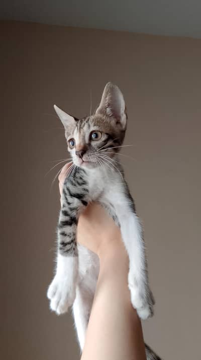 Kittens finding their forever homes!