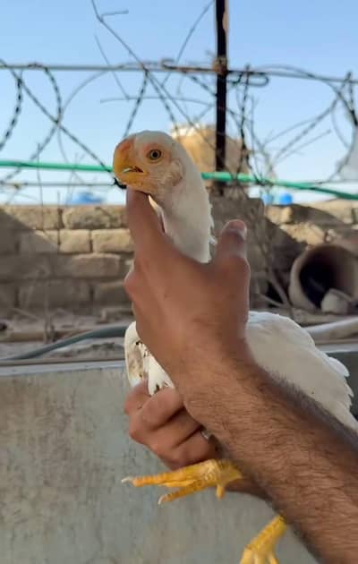 parrot beak for sale 20000 per peice