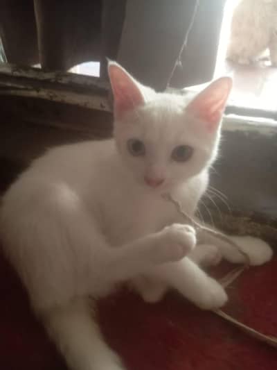 persian