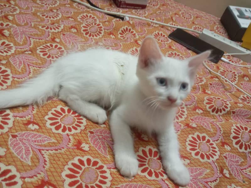 persian 1