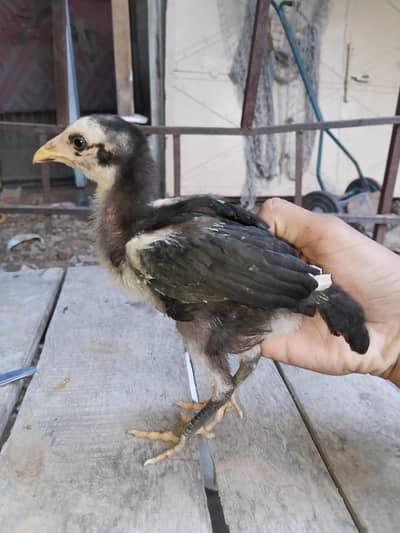 thai aseel chicks