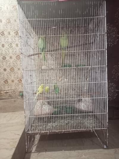green parrot pair