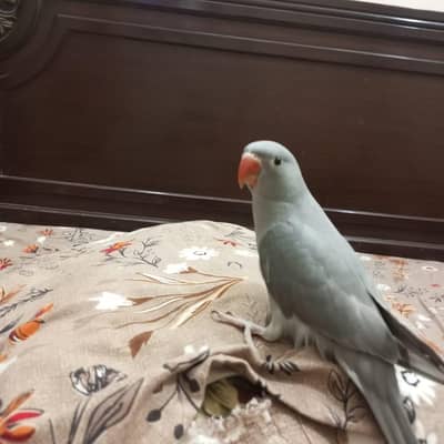 ringneck chick