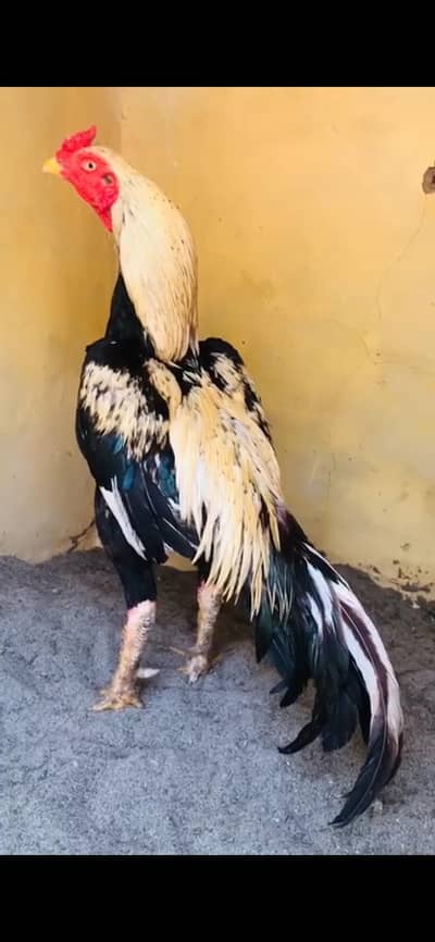 Top Quality Pure Mianwali Aseel Rooster for Sale