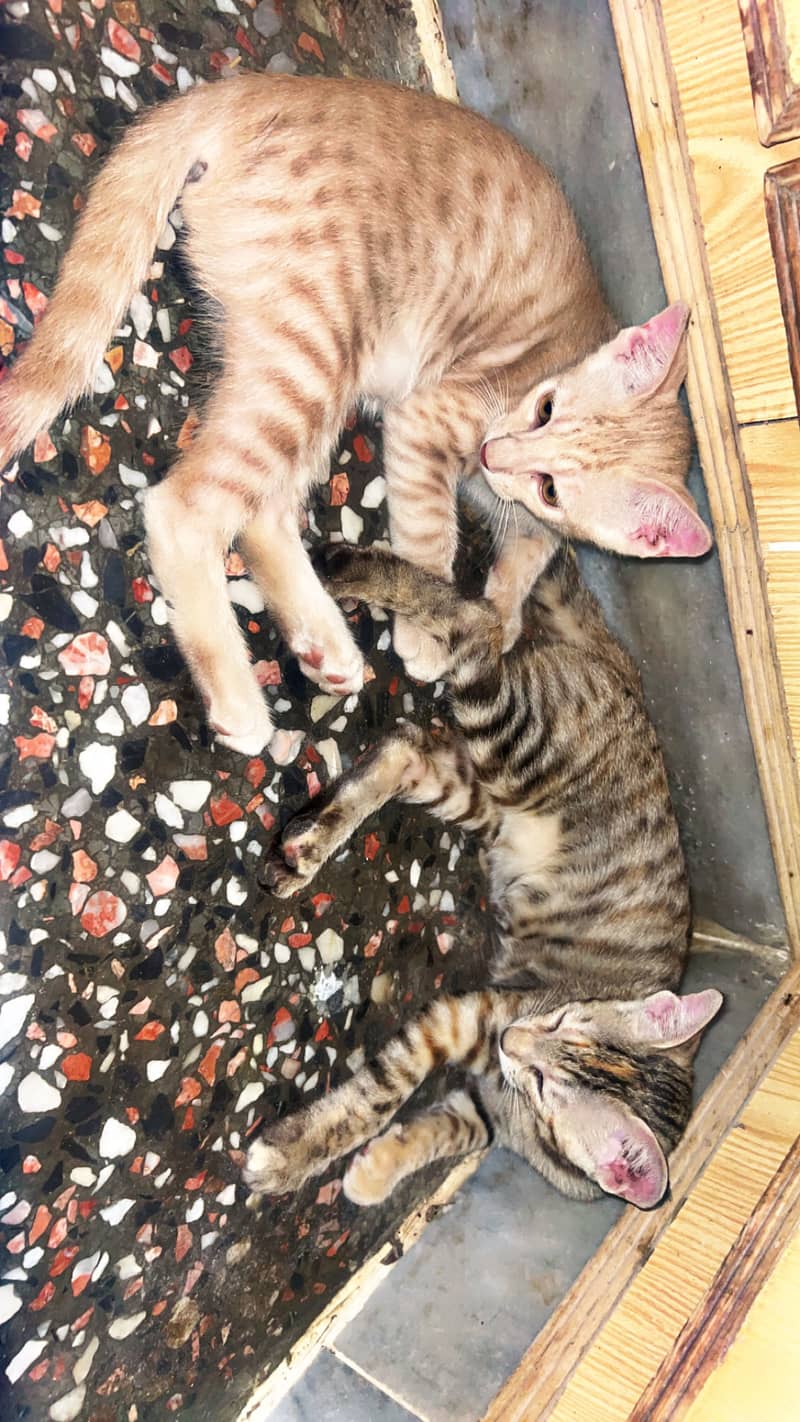 Pair kittens 0