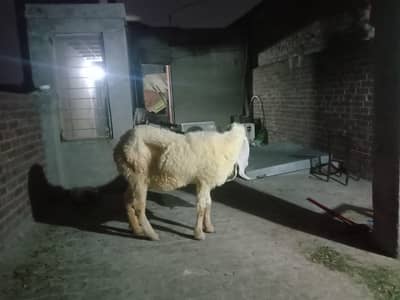 Kajli cross Bhair for sale 0309/5980639