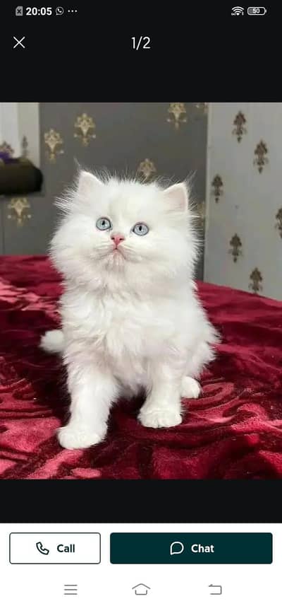 Persian cat for sale male or female my WhatsApp number33588568525